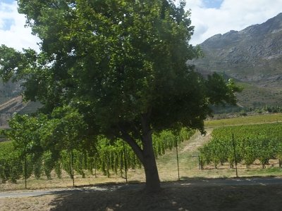 WineTour2SA (146)