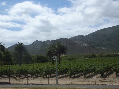 WineTour2SA (152)