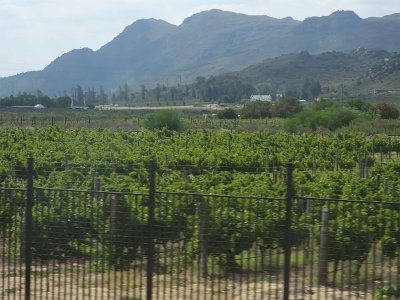 WineTour2SA (159)