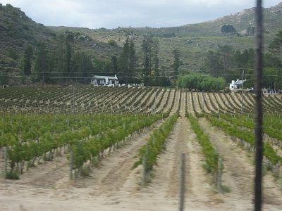 WineTour2SA (167)