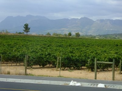 WineTour2SA (195)