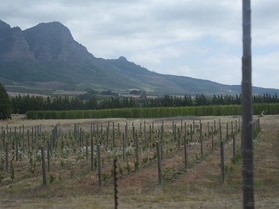 WineTour2SA (28)