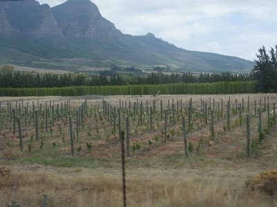 WineTour2SA (29)