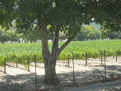 WineTour2SA (67)