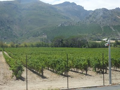 WineTour2SA (70)