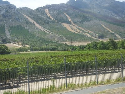 WineTour2SA (73)