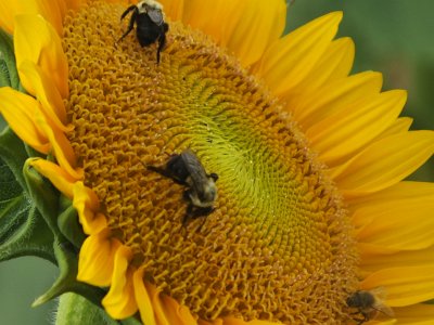 SunFlower21 (10)