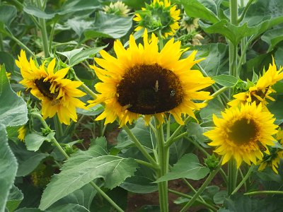 SunFlower21 (13)