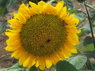 SunFlower21 (2)