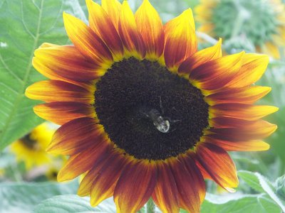 SunFlower21 (22)