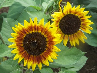 SunFlower21 (33)