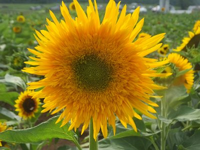 SunFlower21 (40)