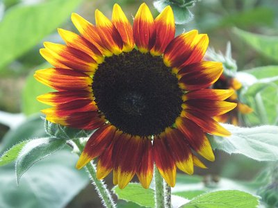 SunFlower21 (5)