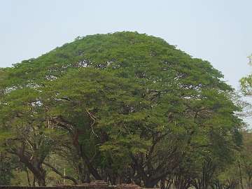 Sukhothai (115)