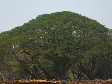 Sukhothai (107)