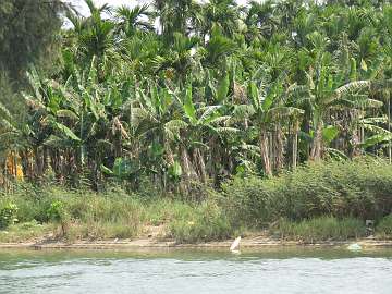 HoiAn (44)