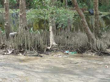 Mekong (25)