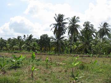 Mekong (46)