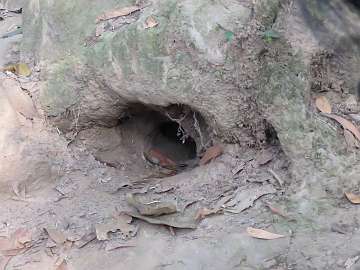 CuChi tunnels  (22)