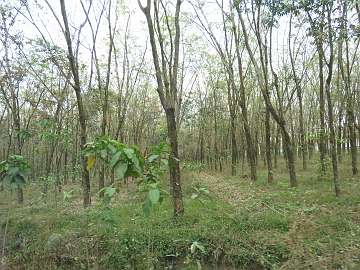 CuChi tunnels  (6)