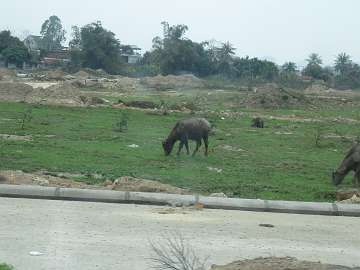 HaLong (2)