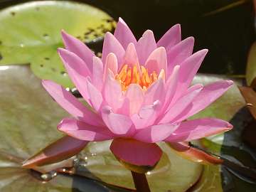 waterlily (1153)