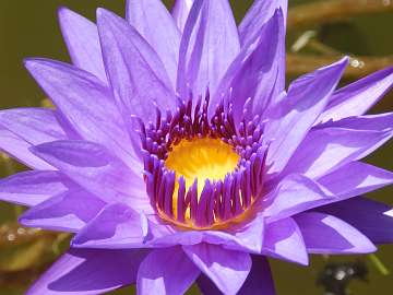 waterlily (1160)