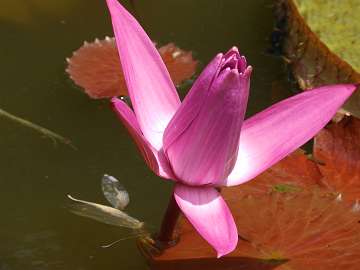 waterlily (1149)