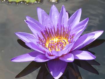 waterlily (1169)