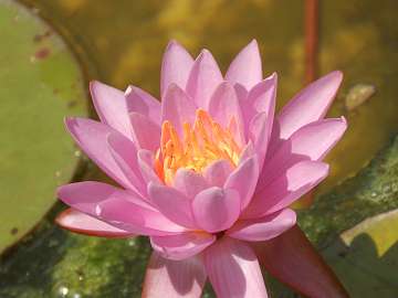 waterlily (1173)