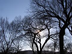 wintertrees08