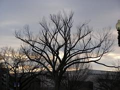 wintertrees102