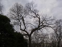 wintertrees106