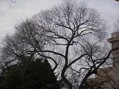 wintertrees108