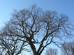 wintertrees25