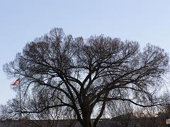 wintertrees29