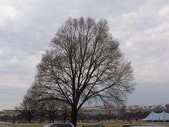 wintertrees73