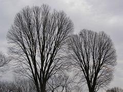 wintertrees75