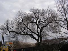 wintertrees80