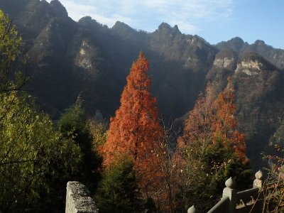 WuDang (728)