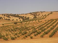 train2cordoba20