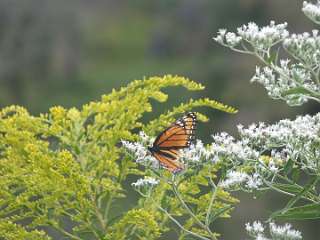 Meadowlark (152)