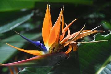 Bird of paradise18 (1)