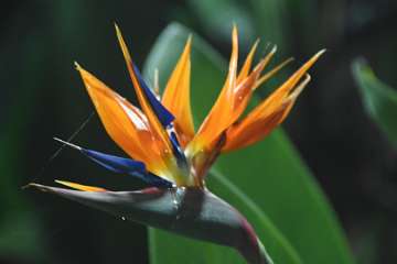 Bird of paradise18 (2)