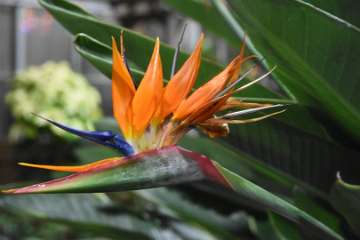 Birds of paradise (1)