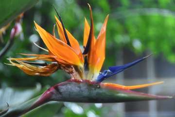 Birds of paradise (10)