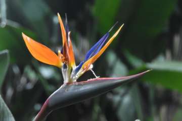 Birds of paradise (11)