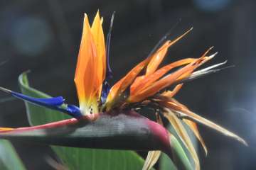 Birds of paradise (12)