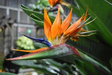 Birds of paradise (13)