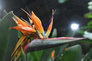 Birds of paradise (14)